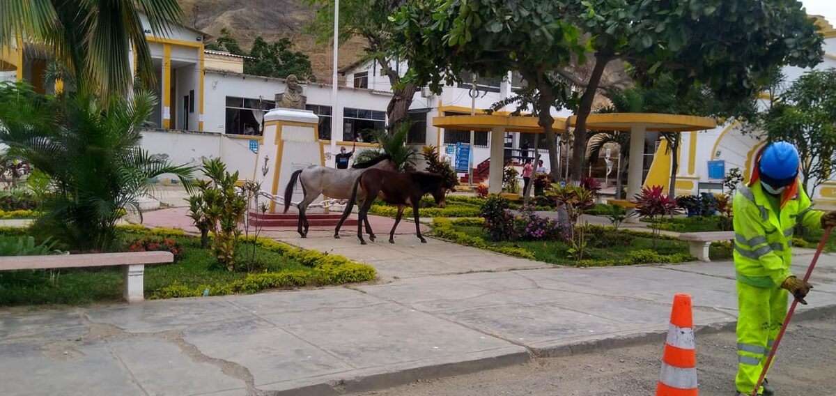 Caballos y vacas, son un peligro para transeúntes y transportistas