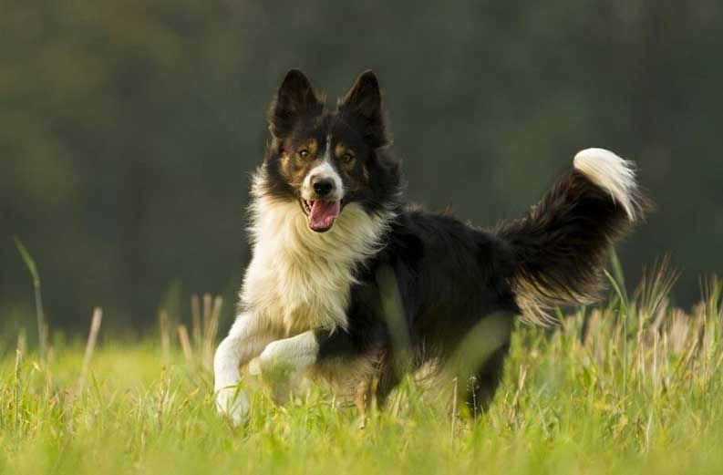 Superdotados: esta es la raza de perro más inteligente del mundo, según estudio