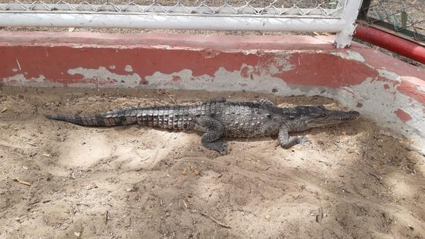 Rescatan a cocodrilo de Tumbes en el interior de una Universidad