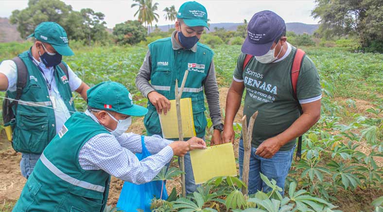 Dirección de Agricultura y SENASA detectan plaga en cultivos de yuca
