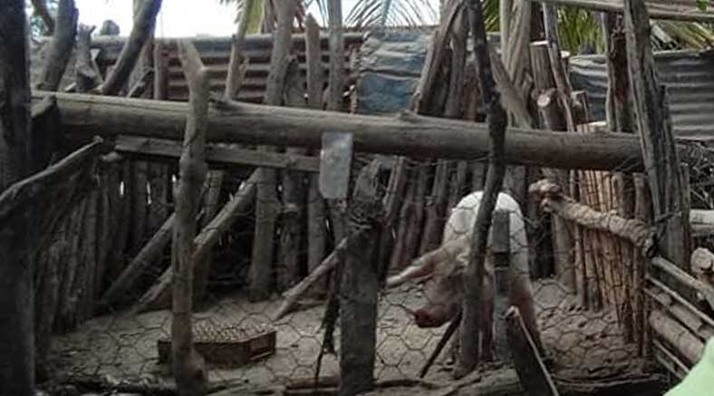 Vecinos denuncian la crianza ilegal de cerdos en viviendas