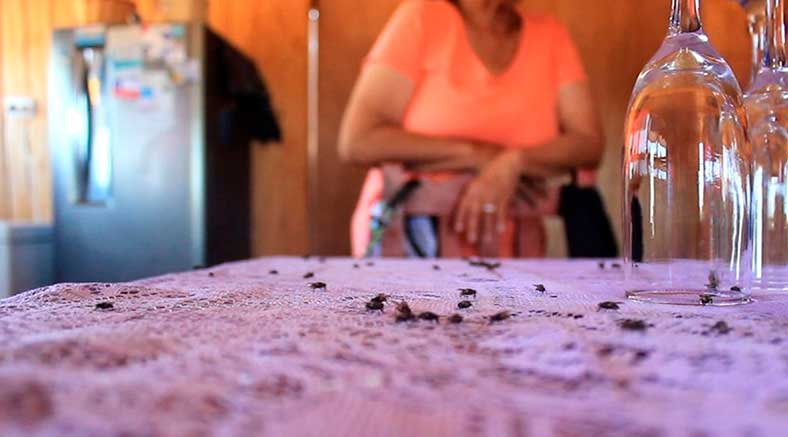 Entre moscas y roedores viven vecinos de alrededores de Club del adulto mayor de Bocapan