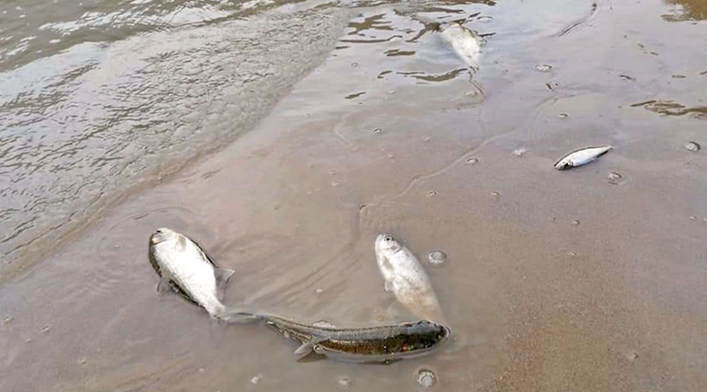 Seis especies de pescados han desaparecido en el río Puyango-Tumbes por la contaminación minera