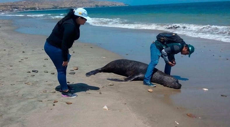 Hallan lobos marinos muertos en playa de Acapulco