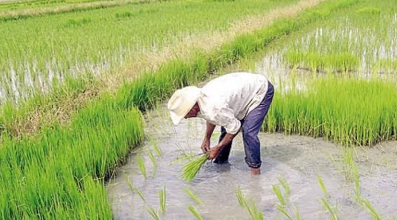 Actual gerente de la Junta de Usuarios Sector Hidráulico Menor Tumbes – JUSHMT habría falseado información sobre volúmenes de agua utilizados en el Sector El Palmar