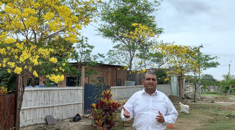 Guayacanes en el centro poblado Andrés Araujo Morán