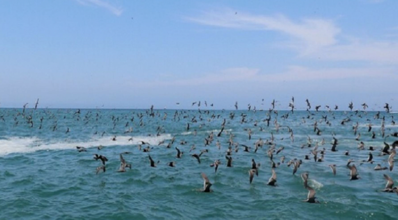 Senamhi confirma ingreso de onda Kelvin cálida e incremento de temperatura en mar peruano