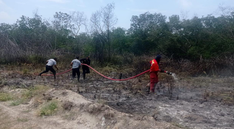 Incendio forestal consume plantaciones de manglares