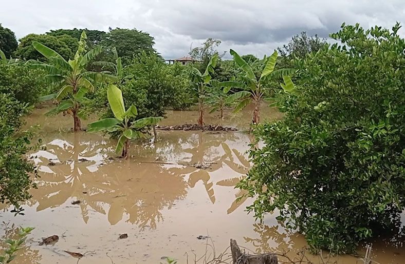 500 hectáreas de cultivos son afectadas por desborde del río Tumbes