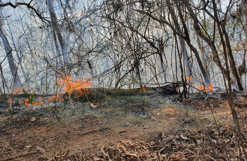 Incendio forestal arrasó con cinco hectáreas de bosque en Matapalo